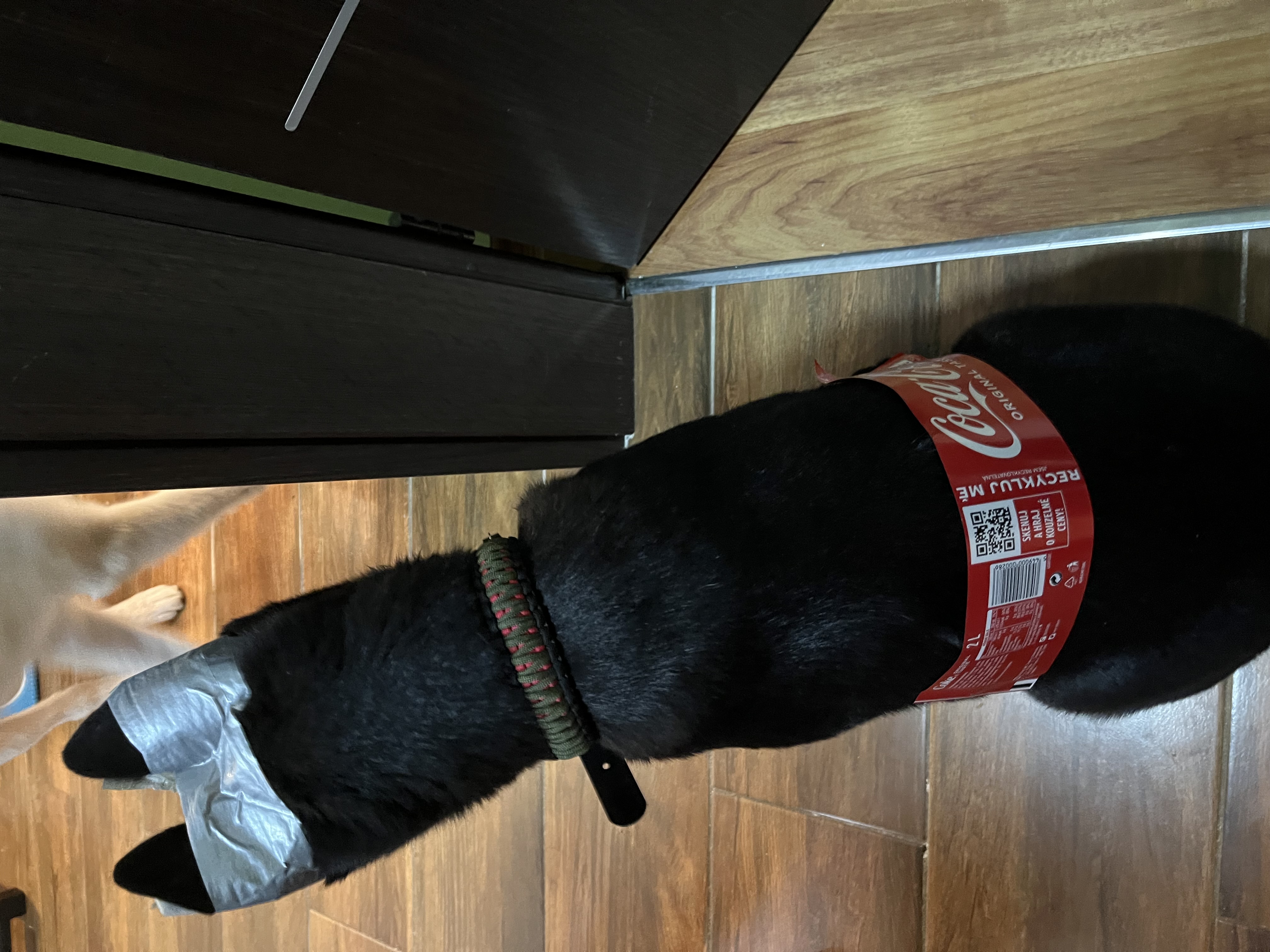 Cola